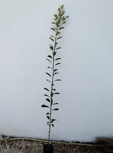 Arbre De Photinia Red Robin De Ans Deux Hauteur 180/200 CM (Photo Réelle)