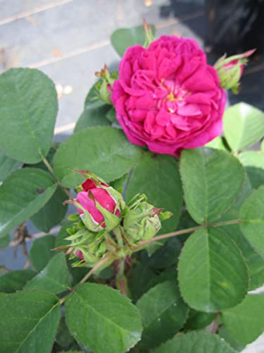 Rosa Rose de Resht - Strauchrose Rose de Resht - Historische Rose