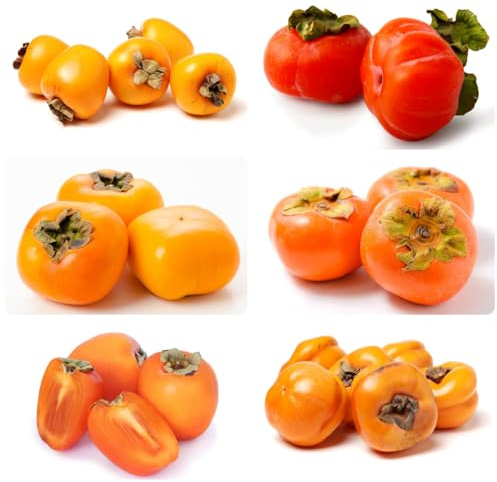 semillas de árbol de caqui árbol de caqui resistente, semillas de frutas, decoración de jardín para exterior semillas de caqui Semillas de bonsái, plantas en macetas resistentes al 30pcs