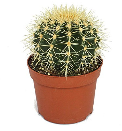 Exotenherz - Echinocactus grusonii - Schwiegermutterstuhl - im 12cm Topf