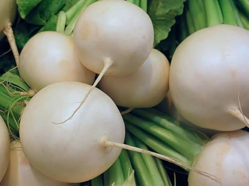 Sachet de graines de Radis rond blanc - Sachet de 10 grammes - Graines de style