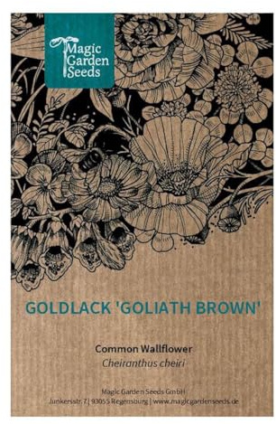 'Goliath Brown' (Erysimum cheiri) ca 60 frön av den historiska blomvarianten