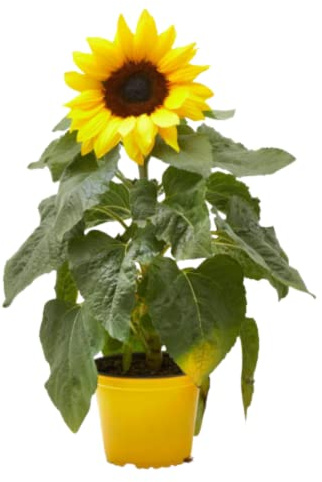 Verdecora Girasol | Planta natural de exterior con flor en maceta de Ø13cm