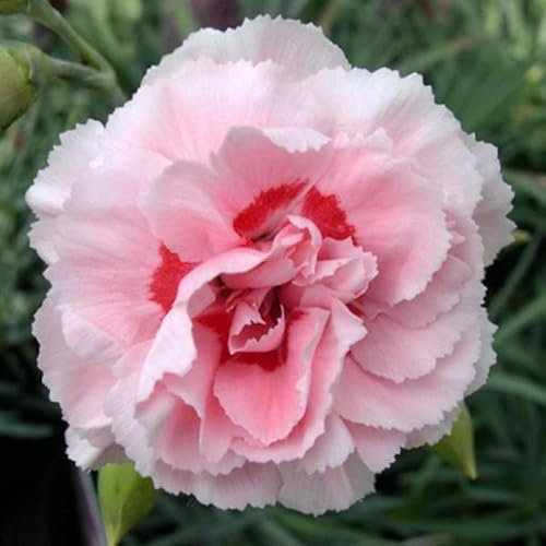 12 unidades o 1 m² Clavel 'Doris' - Dianthus Plumarius 'Doris' Maceta 9x9 cm
