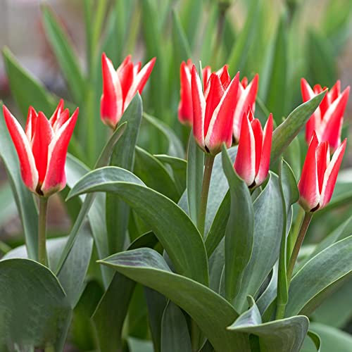 Tulpenzwiebeln Winterhart MehrjäHrig Blumenzwiebeln Zierlauch Zwiebeln Frisch Blumen Gartendeko FüR DraußEn Wildtulpen Zwiebeln Dipladenia Gartenpflanzen Balkonblumen 10 Tulpen Zwiebeln WeißRot