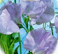 PREMIER SEEDS DIRECT - Sweet Pea - Royal Family Lavender - 50 Flower Seeds