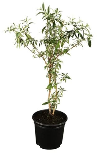 Buddleja davidii 'Black Knight' 60–100 cm – Winterhart, Mehrjährig, Pflegeleicht – Schmetterlingsflieder – Zierstrauch für Garten & Beet