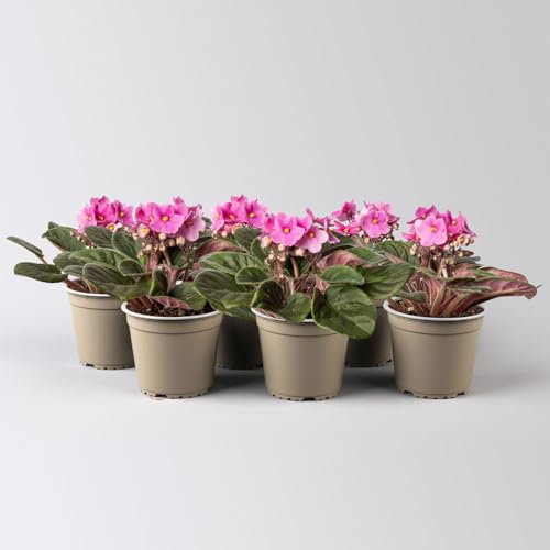 Usambaraveilchen, pink, Topf-Ø 12 cm, 6er-Set