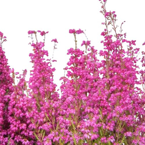 Brezo Rosa - Planta Natural para Jardín Arbusto de Exterior Resistente