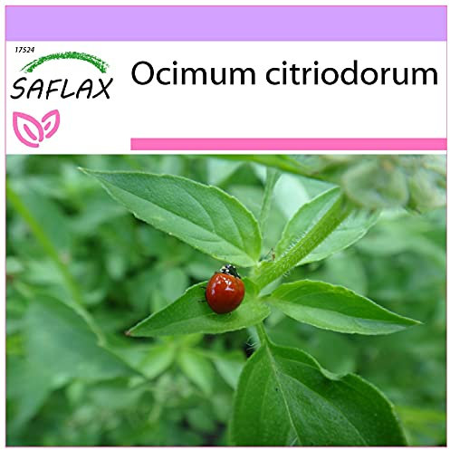 SAFLAX - Basilic citronné - 200 graines - Ocimum citriodorum