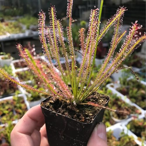 sonnentau, drosera capensis, grünpflanzen zimmerpflanzen fleischfressende steingartenpflanzen winterharte kübelpflanzen hochbeet 150samen