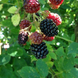 Brombeere 'Black Satin' - Rubus fruticosa 'Black Satin' - Stachellos