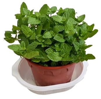 Hierba de la Hierbabuena - Planta Natural - Hierba para Infusiones - Muy Aromática