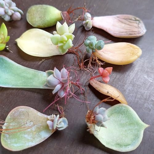 SUNNYPLANTS – Plantes succulentes – 12 boutures de feuilles, mini plantes, plantes succulentes, mini plantes d'intérieur, plantes miniatures, plantes succulentes, petites plantes, boutures succulentes