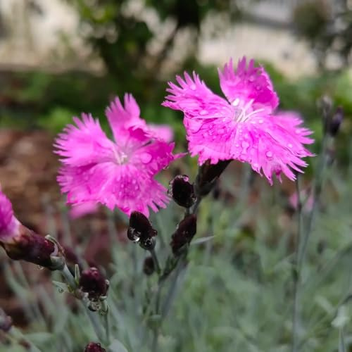 Semi di garofano dolce, d'appartamento esotiche giardino 400pcs