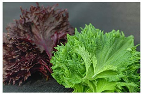 PREMIER SEEDS DIRECT - Perilla - Green - 2 GRAM ~ Approx 1733 Seeds