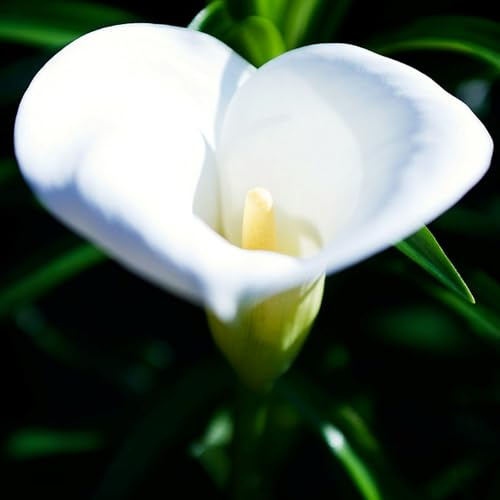 Bulbos de Cala -Crece en Interior y Exterior -Se Adaptan a Suelos Húmedos -Zantedeschia aethiopica-4 Bulbos