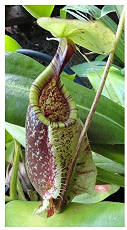 Nepenthes rafflesiana green var. squat - Kannenpflanze - 5 Samen