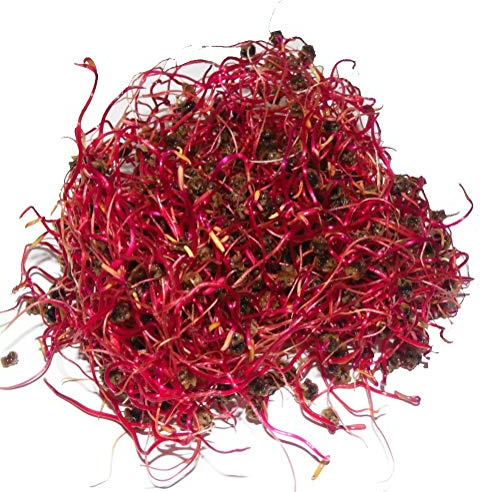 250 g BIO Keimsprossen Rote Rüben Keimsaat für die Sprossenanzucht Sprossen Microgreen Mikrogrün