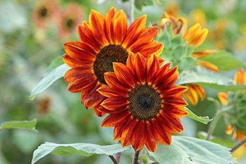 Sunflower Soraya 10 Seeds - Rich Orange Flowers with Dark Centers on Tall Branching Plants