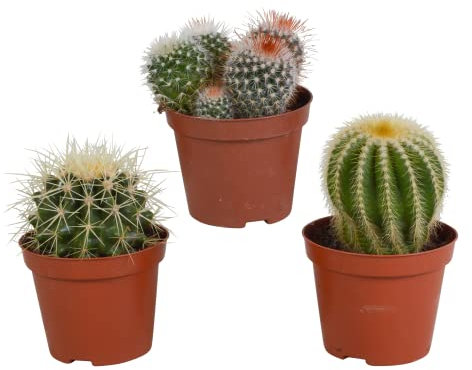 Kakteen | Kugelkaktus Mix | 3 Stück | diverse Sorten | Ø 8,5 cm | ↕ 13-16 cm | Pflegeleichte Zimmerpflanzen