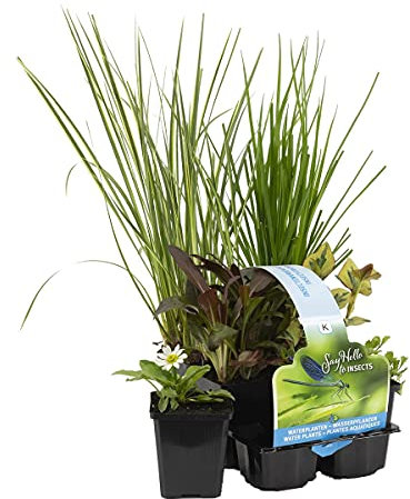Bloomique - Lot de 6 - Plantes de bassin favorables aux insectes - Zone de bassin 1-2 - Plantes aquatiques - Résistantes au gel - 15-25 cm de haut - Pot 9 cm