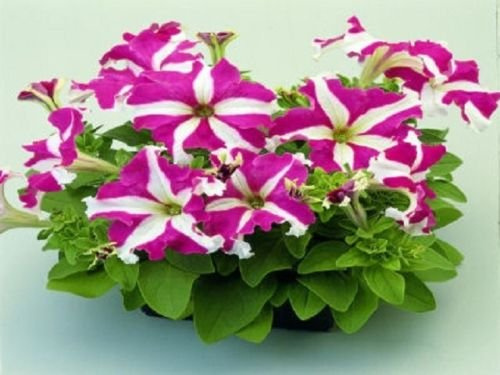 50 pelletierte Petuniensamen Ultra Seeds Rose Star Petunia :Package Seeds Only