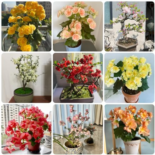 begonien blumensamen balkon, winterharte kübelpflanzen begonien gartendeko für draußen, balkonpflanzen winterharte garten 20samen