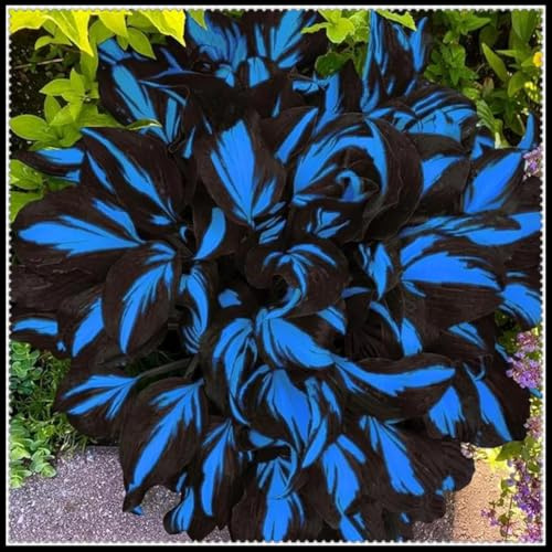 Bulbos de Hosta azul medianoche/rizoma de hosta/tolerantes a la sombra/bajo mantenimiento/perfectos para bordes de jardines y paisajismo.-c-3 Rizomas