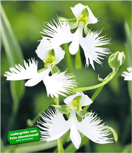 BALDUR Garten Japanische Weiße Vogelblume Habenaria Radiata, 2 Stück Orchidee