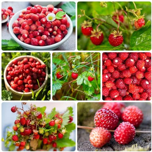 Walderdbeeren Samen - winterharte pflanzen für garten Erdbeersamen - Fragaria vesca - exotische pflanzen säulenobst monatserdbeeren pflanzen kaufen, frisches obst obstgarten geschenke 350pcs