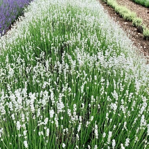 lavanda - sostenibles semillas de lavanda de silvestres jardín exóticas balcones en lugares soleados 60semillas