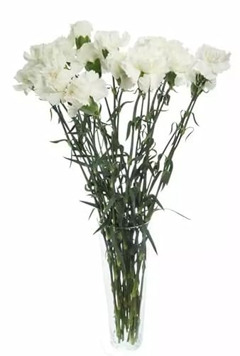 Bouquet de Flores de Clavel Blanco con 50 Flores Largas y Resplandecientes