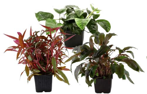 AquaOne Aquarium Pflanzen I 3X Mutterpflanzen XL I Mutterpflanze Aquarienpflanze I Alternanthera Anubias barteri Cryptocoryne wendtii I Set mit 3 Wasserpflanzen