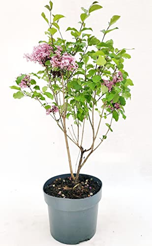 POWERS TO FLOWERS - SYRINGA VULGARIS, LILLA' PIANTA DI LILLA', COLORE ROSA, VASO 20cm, altezza 60cm, pianta vera
