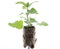 Nepeta faassenii – 6x Jungpflanzen, aromatischer Bodendecker, bienenfreundlich & pflegeleicht, ideal für Sonne & Halbschatten | ComfortXL Green