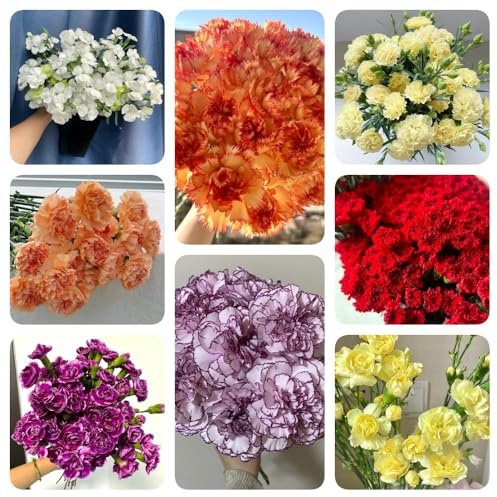 Semi di garofano, rare di garofano selvatico, semi di da appartamento semi di selvatici giardino 80pcs
