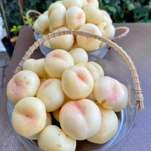 Nektarinenbaum - obstpflanzen garten geschenke für gärtner seltene zwergobstbäume winterhart säulenobstbäume exotische balkonpflanzen 8Samen