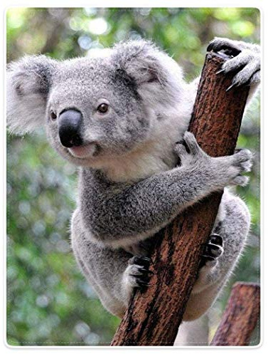 Zomer Couverture douillette Koala - 125 x 150 cm - Gris - Moelleuse - En microfibre polaire - Douce et chaude