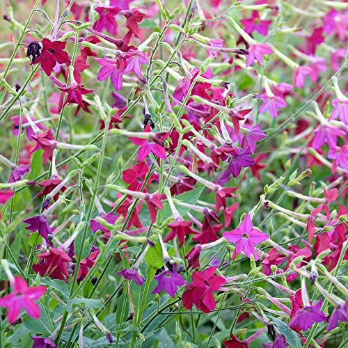 Night Scented Stock Seeds – Hardy Annual – Adds Fragrance to Your Garden and attracts Butterflies – for Bedding and Containers – for Your Beautiful Summer Garden