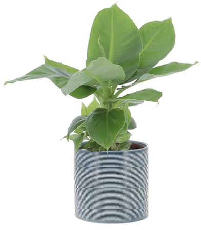 KENTIS - Musa Acuminata Dwarf Cavendish - Banano Pianta Vera - Altezza 30-40 cm e Vaso Ø 13 cm