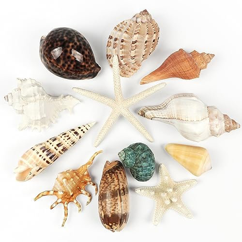 Bulk Seashells - 12 Kinds of Nature Beach Shells for Decorating Crafting, Large Sea Shells Display Fish Bowl Fillers, Ocean Nautical Party Decorations