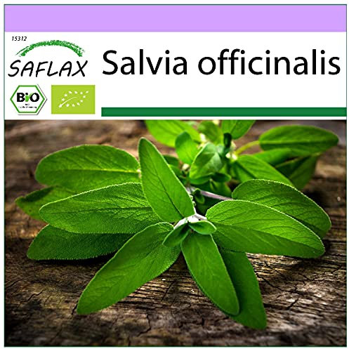 SAFLAX - BIO - Sauge - 60 graines - Salvia officinalis