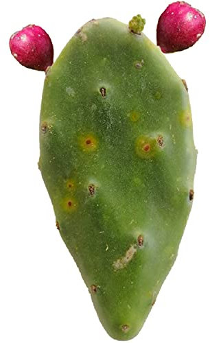 5pz Pianta grassa pala fico d'india frutti rossi - Opuntia Stricta o Dilleni