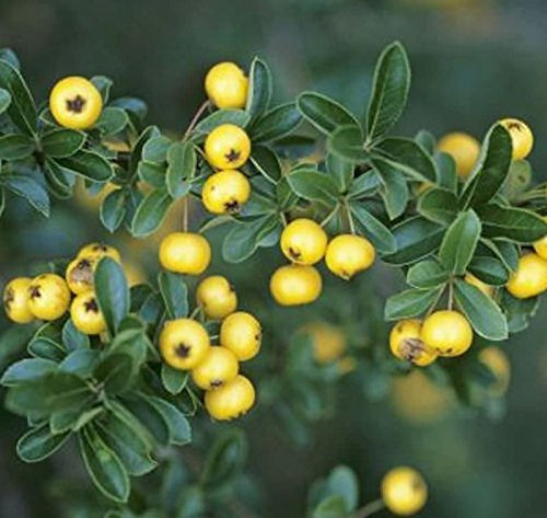 Feuerdorn Soleil d Ór 60-80cm - Pyracantha