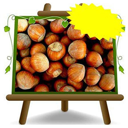 EURO PLANTS VIVAI Nocciolo Tonda Romana – Pianta da Frutto Antico su Vaso ø 20 cm - Altezza 150~170 cm- Età 2 Anni