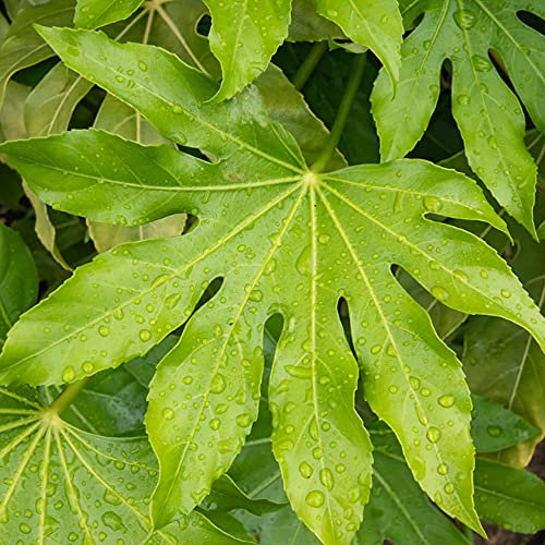 Fatsia Japonica Japanese Aralia Spreading Glossy Evergreen Potted Garden Shrub (9cm Pot, 20-30cm)