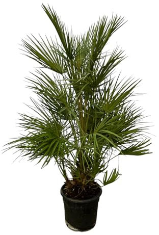 Trendyplants - Chamaerops Humilis Strauch - Höhe 120-140 cm - Europäische Zwergpalme - Winterhart - Gartenpflanze - Topfgröße Ø24cm