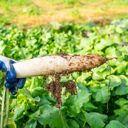 semillas de rábano, rábano daikon balcón invernadero interior en jardín en el balcón variedades antiguas Decoraciones de jardín exteriores orgánico 125pcs