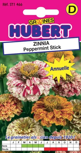 Graines de Zinnia Peppermint Stick - 1 gramme